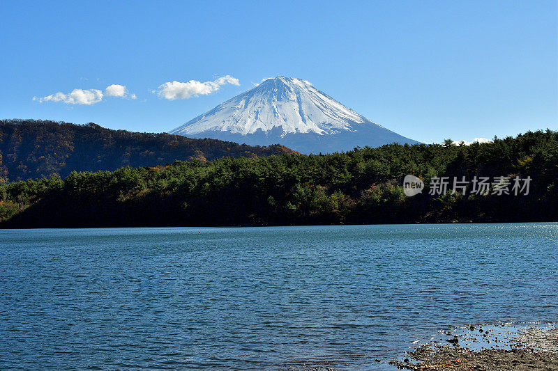 富士山和秋天的树叶在富士五湖地区，日本:湖Saiko/湖Sai